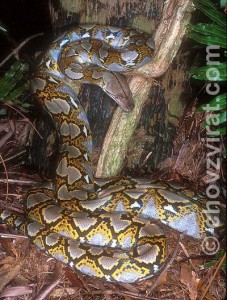 python_reticulatus.jpg